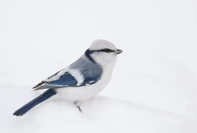 Azure tit (Parus cyanus) on ground in snow, Helsinki, Finland, January