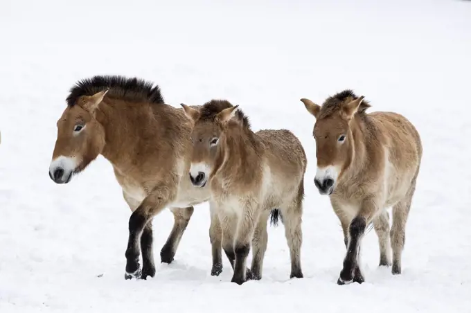 Przewalski's horse or Takhi (Equus ferus przewalskii),  Bavarian Forest National Park, Germany, January. Captive.