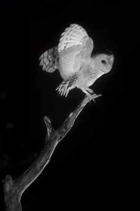 Barn owl (Tyto alba) taking off infrared light, France, January.