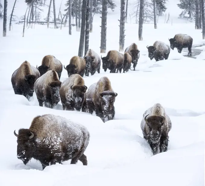 Herd of American bison (Bison bison) in snow, Yellowstone National Park, Wyoming, Yellowstone, January.