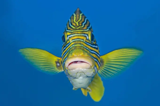 Ribbon sweetlips (Plectorhinchus polytaenia) USAT Liberty Wreck, Tulamben, Bali, Indonesia. Java Sea