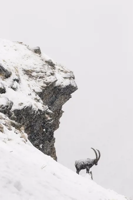 Alpine ibex (Capra ibex) male in deep snow on a ridge during heavy snowfall, Gran Paradiso National Park, the Alps, Italy. January Highly commended in the Portfolio category of the Terre Sauvage Nature Images Awards 2017.