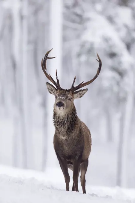 Red Deer stag (Cervus elaphus) in snow-covered pine forest, Cairngorms National Park, Scotland, UK. December.