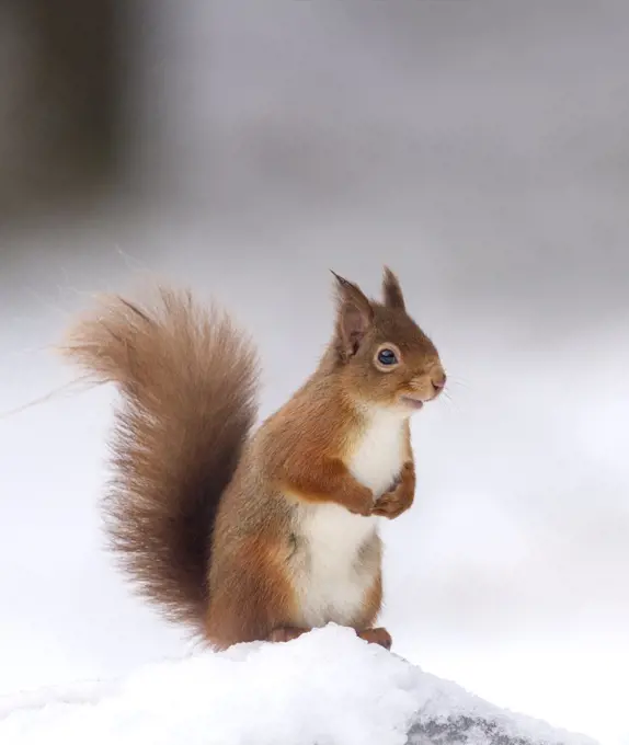 Red squirrel (Sciurus vulgaris) stood on log in snow , Cairngorms National Park, Scotland, UK. December.