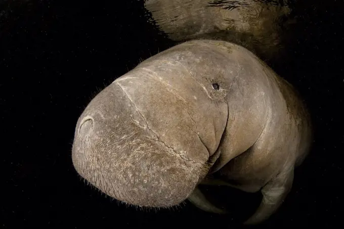 A Florida manatee (Trichechus manatus latirostrus) head portrait in dark water. Crystal River, Florida, USA. February 2010