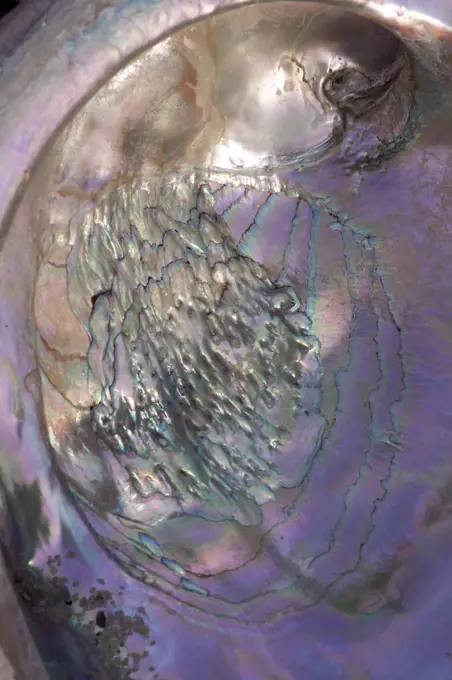 Close-up view of Red Abalone (Haliotis rufescens) shell. California, USA, February.