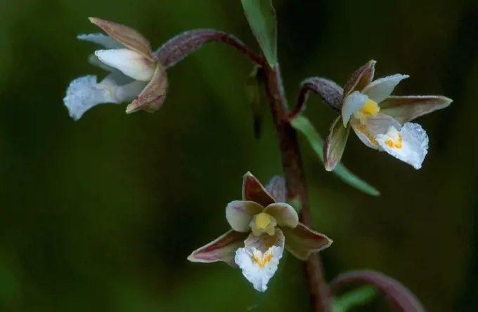 Marsh helleborine flowers Epipactis palustris} Belgium