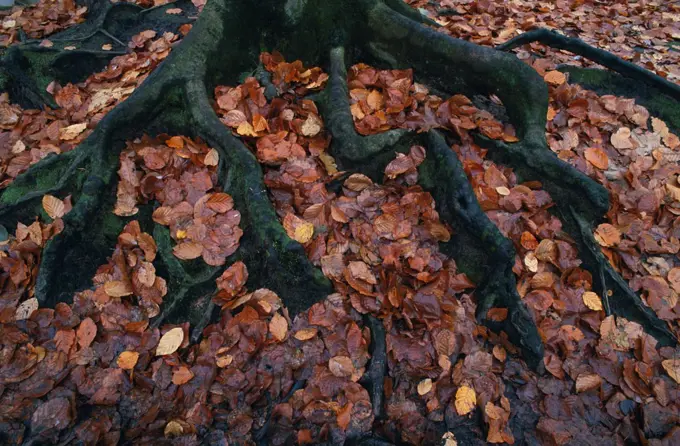 Raised roots and fallen leaves of Beech tree Fagus sylvatica} Belgium