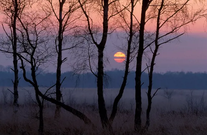 Winter sun rising through Birch trees, Kalmthoutse Heide, Belgiu