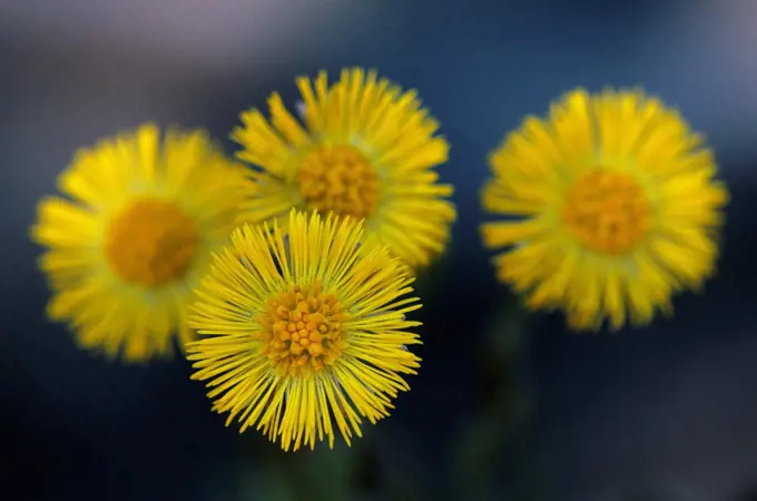 Coltsfoot flowers Tussilago farfara} Kalmthoutse, Belgium