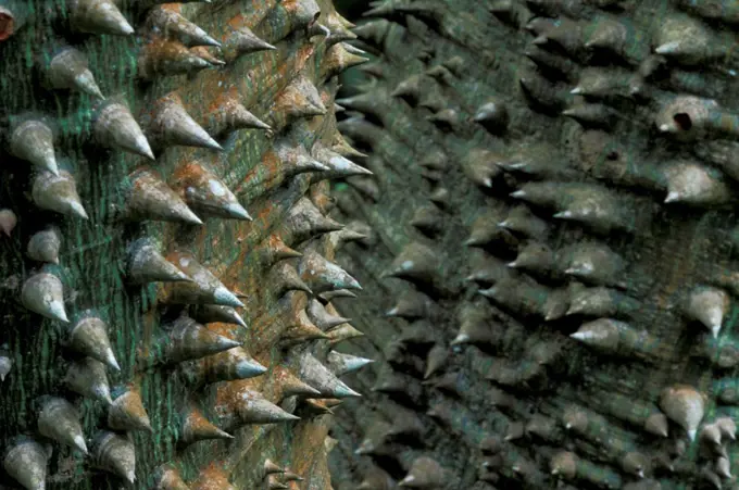 African sandalwood tree, close up of bark Zanthoxylon gilletii} Kenya