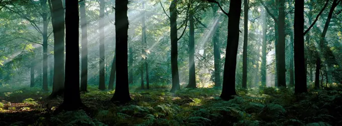 Sunrays through Beech woodland Fagus sylvatica} Belgium