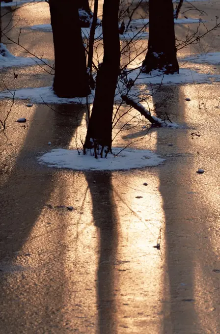 Winter sunlight through trees onto frozen forest pond, Belgium