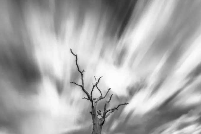 Black and white image of English oak tree (Quercus robur) with long exposure of wind blown clouds, Monmouthshire, Wales, UK,  September 2017.  