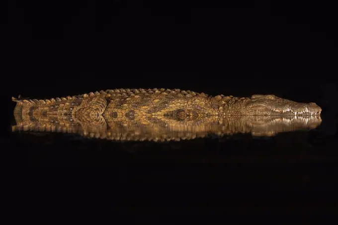 Nile crocodile (Crocodylus niloticus) at night, Zimanga private game reserve, KwaZulu-Natal, South Africa.