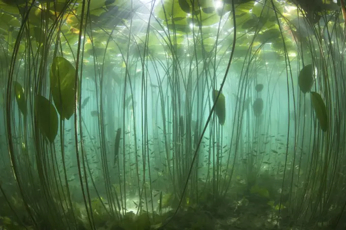 School of Perch (Perca fluviatilis) amongst Water lilies (Nuphar lutea) lit by the sun's rays, Lake  Bourget, Alps, Savoie, France, June.