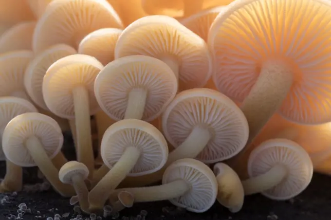 Close-up of the gills of a group of small mushrooms (unidentified) north Cornwall, UK. November. Highly commended in the Wild Woods Category of the BWPA (British Wildlife Photographer of the Year Awards) Competition 2018