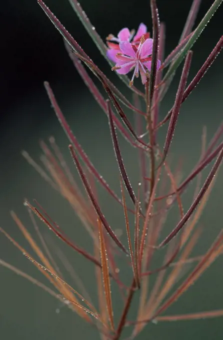 Rosebay willowherb Epilobium angustifolium} seed-heads, Belgium