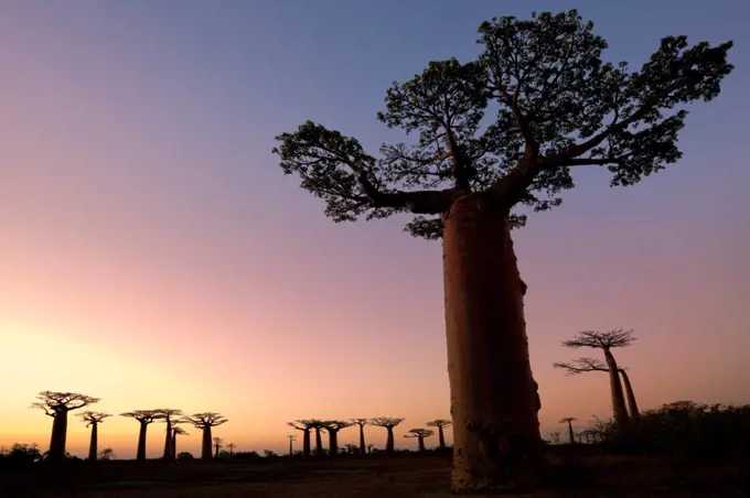 Boabab trees Adansonia grandidieri} silhouetted at sunset. Morondava, Madagascar, October 2009