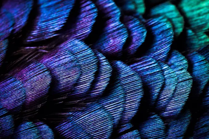 Close up of feathers of cock Pheasant (Phasianus colchicus).