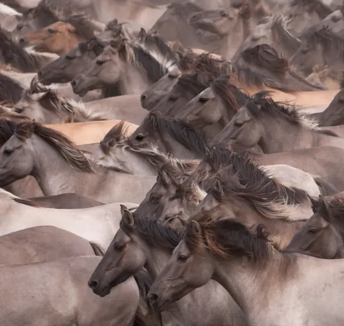 Wild / feral Dulmen ponies (Equus caballus) close up of herd of mares and foals running on the Duke of Croy's estate, Meerfelder Bruch, North Rhine-Westphalia, Germany, May 2011