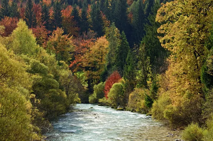 Autumn trees including Beech (Fagus sylvatica) and Larch (Larix decidua) alongside Sava River. Slovenia. October