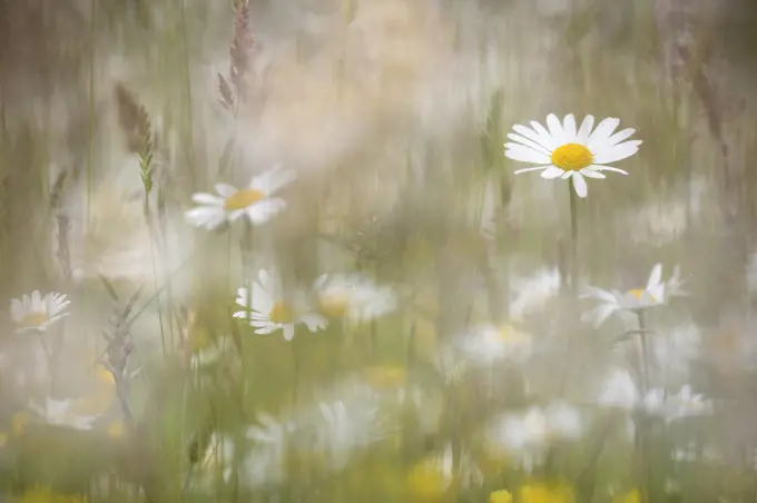 Oxeye daisies (Leucanthemum vulgare) in upland hay meadow, Northumberland National Park, UK, June.