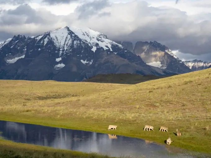 Puma (Puma concolor) family, mother with four cubs, drinking at pond with mountains of Torres del Paine National Park in background. Guanaco (prey species) can be seen in far distance on right hand side. Southern Chile, southern Andes, South America.