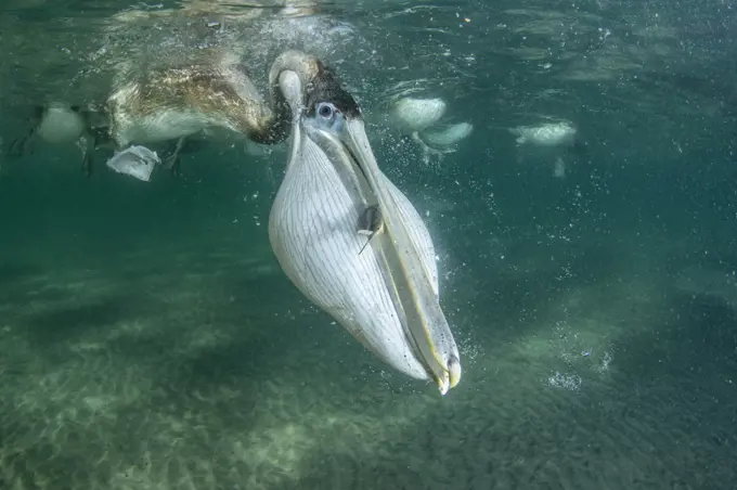 Brown pelican (Pelecanus occidentalis) feeding underwater, Eastern Pacific Ocean, Bahia Magdalena, Baja California, Mexico.