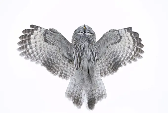 Great Grey Owl (Strix nebulosa) flying directly overhead, Kuhmo Finland February.