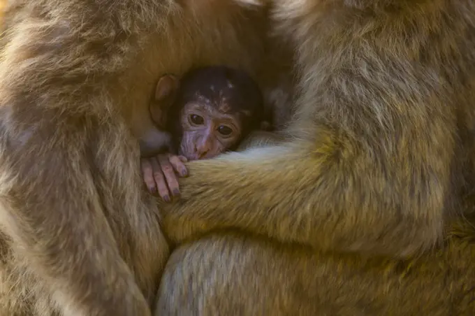 Barbary macaque (Macaca sylvanus) baby sheltering between arms of mother and another adult. Gibraltar Nature Reserve, Gibraltar. August.