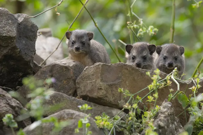 Bush hyrax (Heterohyrax brucei), three peering over rocks. In church forest of Wonchet Michail Church, Ethiopia.