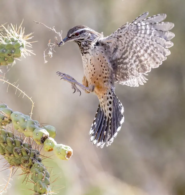 Cactus wren (Campylorhynchus brunneicapillus) nest building on Chain cholla cactus (Opuntia fulgida), in flight with nesting material in beak. Arizona, USA.