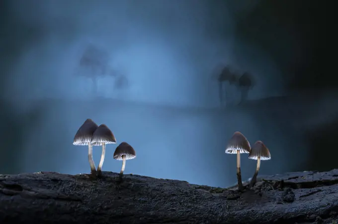 Fungus (Mycena sp) at night. New Forest National Park, England, UK. October.