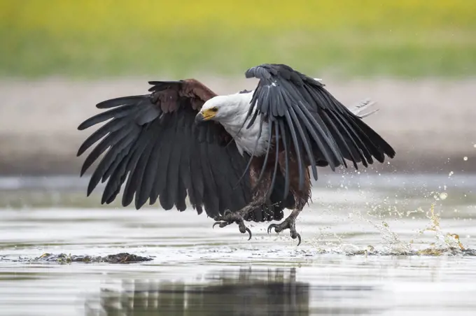 African fish eagle (Haliaeetus vocifer) swoops to catch a freshly caught fish, dropped by a Saddle-billed stork (Ephippiorhynchus senegalensis) after being pressurised to do so by the eagle. Liuwa Plain National Park, Zambia.