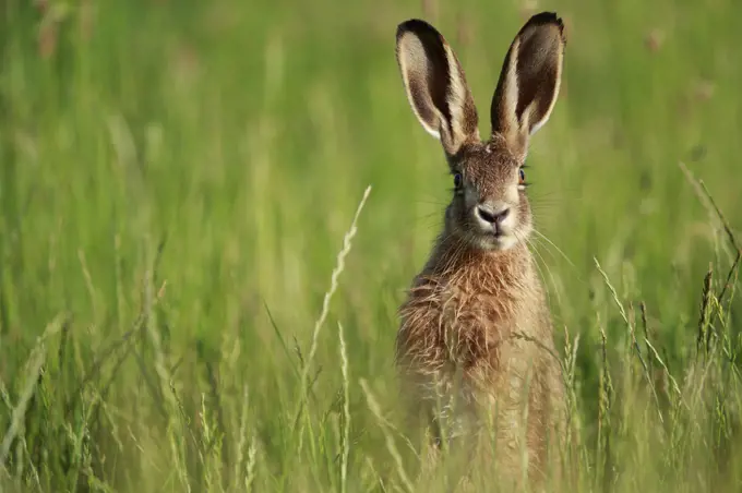 European hare (Lepus europaeus) in grassland, portrait. Yonne, France. June.