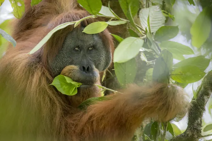 Flanged dominant male Tapanuli orangutan (Pongo tapanuliensis) Batang toru forest, North Sumatra