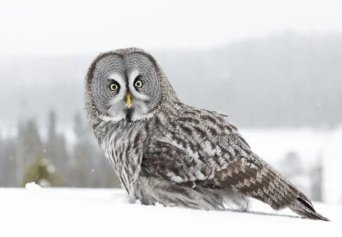 Great grey owl (Strix nebulosa) in snow, portrait. Kuhmo, Finland. February.