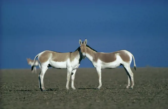 Two male Indian Wild Asses (Equus hemionus khur), looking like they share a single head, Little Rann of Kutch, Gujarat, SW India.