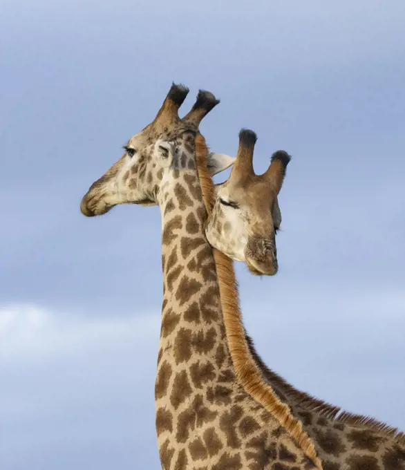 South African / Cape giraffe (Giraffa camelopardalis giraffa), two males necking / mock fighting, looking like a double headed animal, Zimanga Private Game Reserve, Zululand, South Africa.