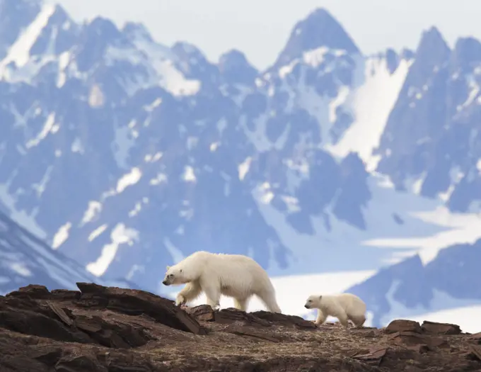 Polar Bear  (Ursus maritimus) female with cub, Svalbard, Norway, July.