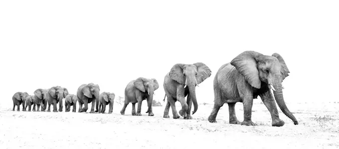 Elephant (Loxodonta africana) herd walking in a line, Etosha National Park, Namibia.