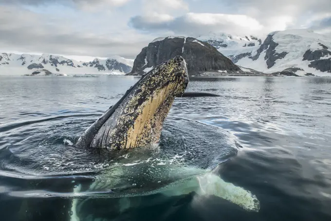 Humpback whale (Megaptera novaeangliae) spyhoping, Antarctic Peninsula, Antarctica.