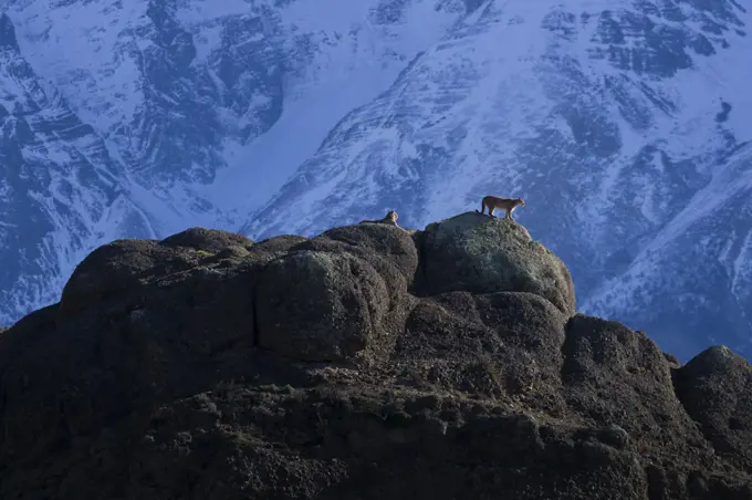 Puma (Puma concolor) pair in courtship on rocks. Torres del Paine, Patagonia, Chile. August 2017.