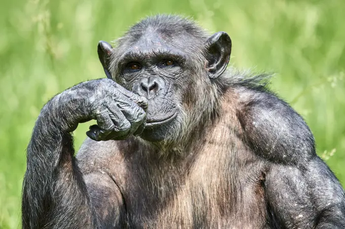 Chimpanzee (Pan troglodytes) female aged 37 years, portrait. Beauval Zoo Parc, France. Captive.