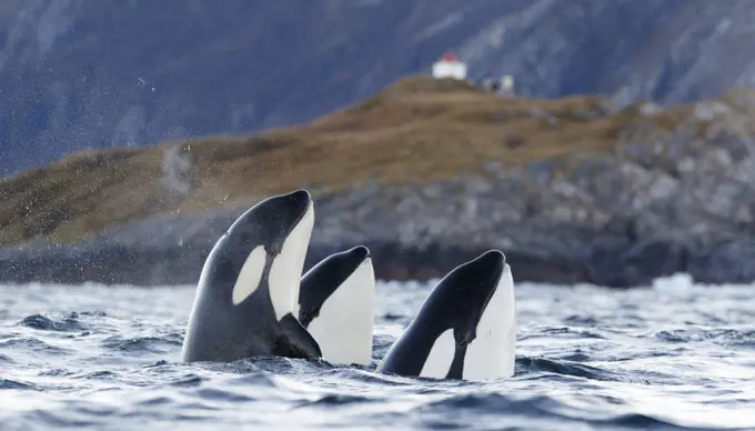 Killer whales / orcas (Orcinus orca). spyhopping. Troms, Norway. November.