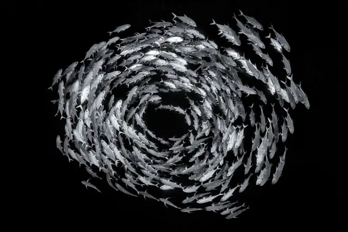 Black and white photo of school of Bigeye trevally (Caranx sexfasciatus) form a circular shoal in open water, on the drop off of a coral reef. Ras Mohammed National Park, Sinai, Egypt. Red Sea. Highly commended in the Black and White Category of the Wildlife Photographer of the Year Awards 2019.