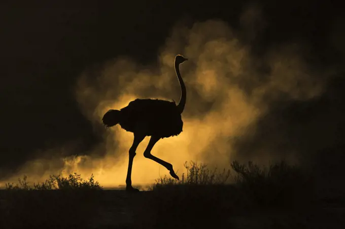 Ostrich (Struthio camelus) silhouetted in dust storm. Kalahari Gemsbok National Park, Kgalagadi Transfrontier National Park, Northern Cape, South Africa.