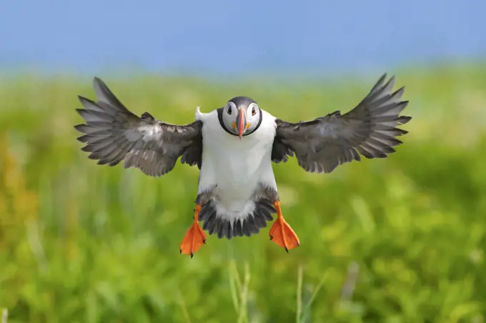 Atlantic puffin (Fratercula arctica) landing, wings outstretched. Machias Seal Island, off the coast of Maine, USA. July. This island is disputed between USA and Canada.