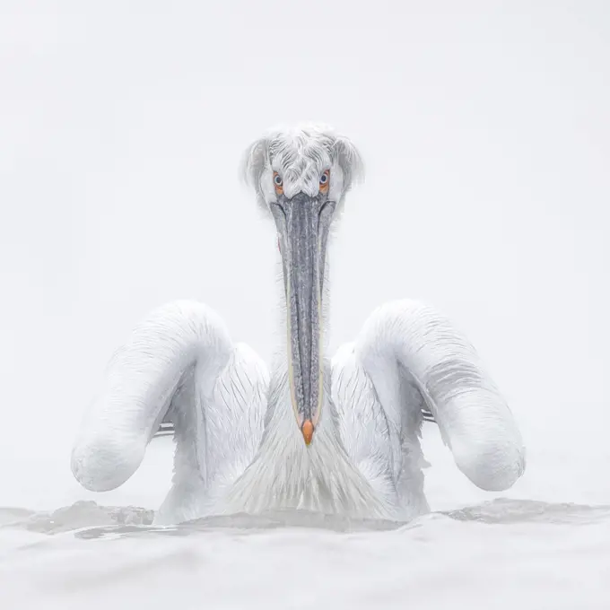 Dalmatian pelican (Pelecanus crispus), portrait. Lake Kerkini, Sintik, Greece. January.